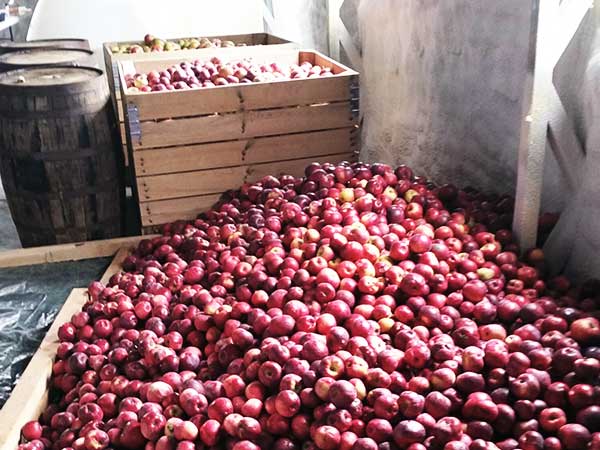 Apple Harvest