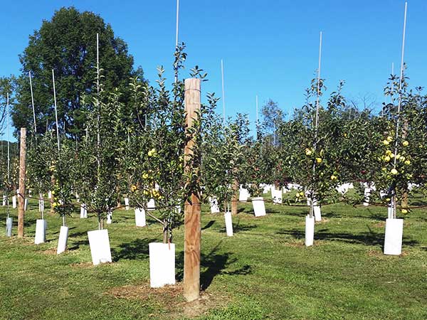 Apple Orchard